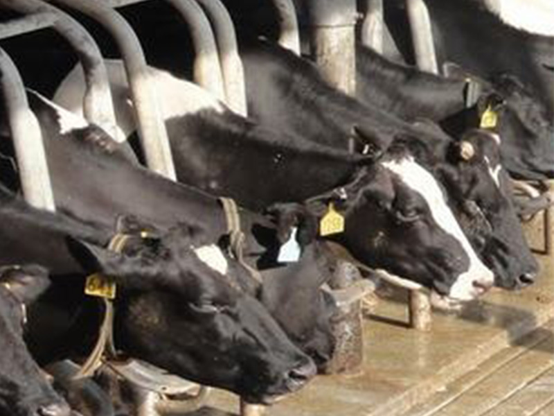 RFID Cho Chăn Nuôi RFID quản lý chăn nuôi